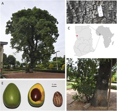 Genomic Resources to Guide Improvement of the Shea Tree
